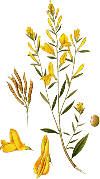 drok красильный