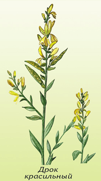 Растение drok