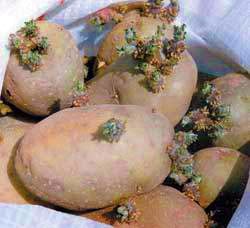 Яровизация картофеля